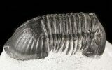 Bargain, Paralejurus Trilobite #47439-1